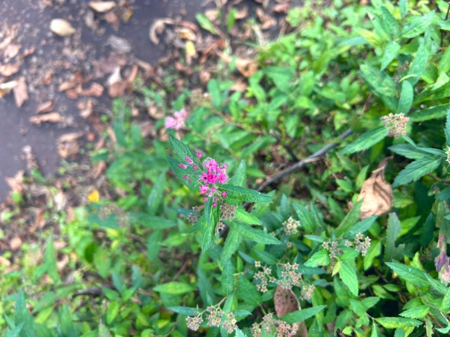 Kleine rosa Blume blüht zwischen grünen Pflanzen