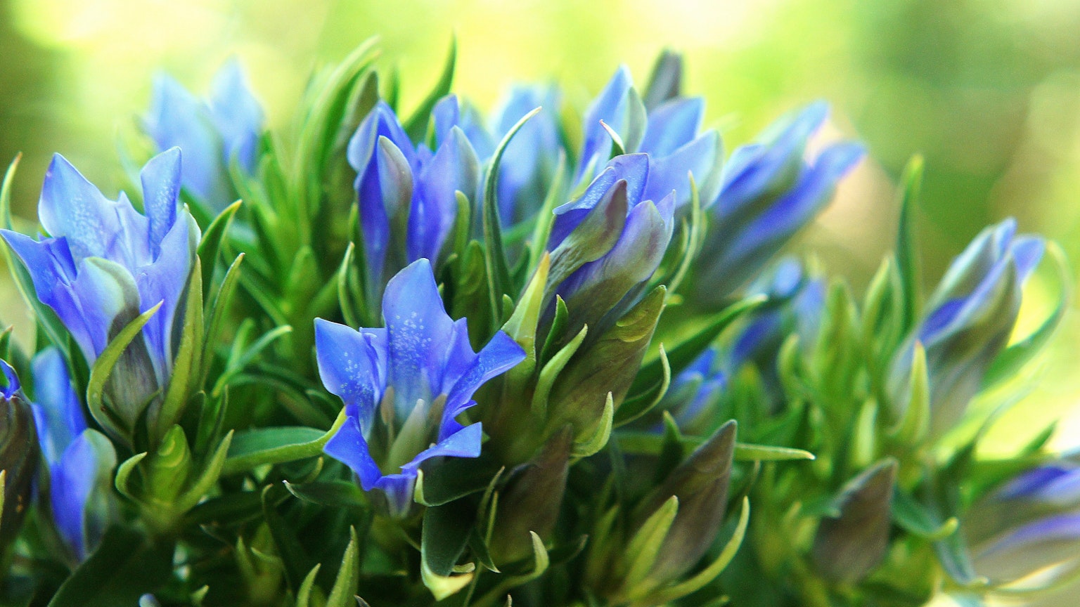 Close-up of vibrant blue flowers blooming on a plant
