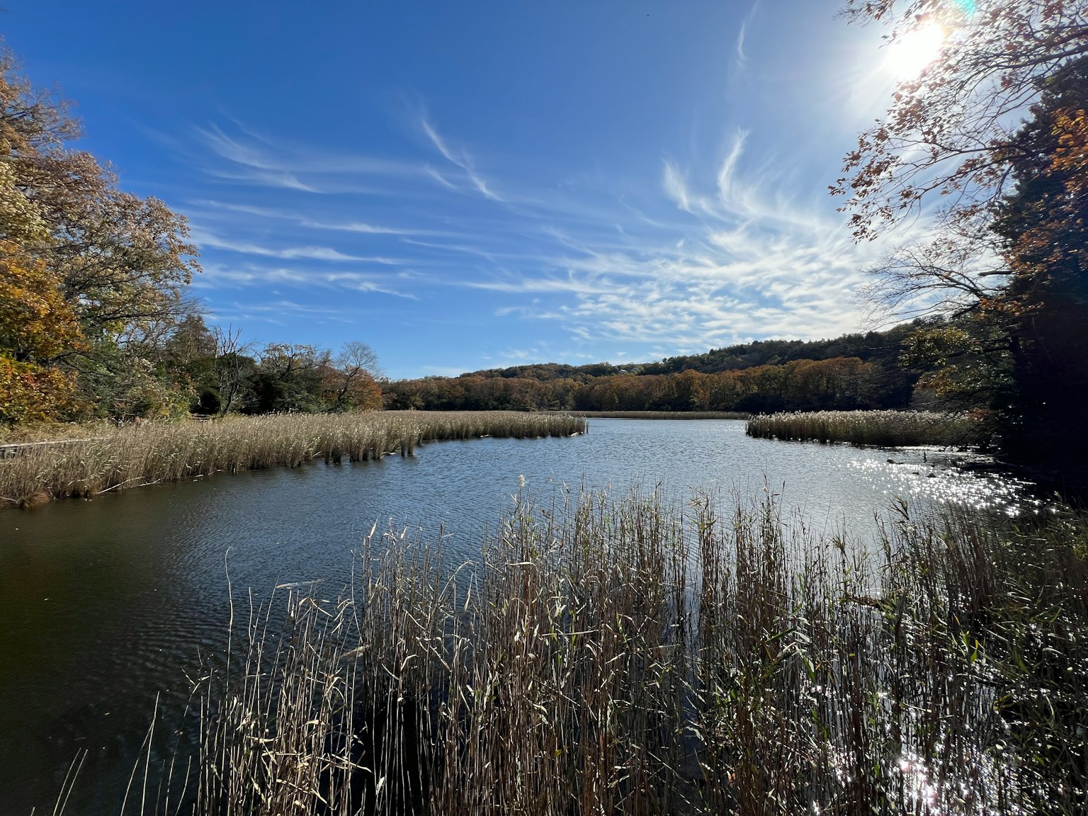 Lake view with blue sky and wispy clouds reflecting on the water surface surrounded by tall grass