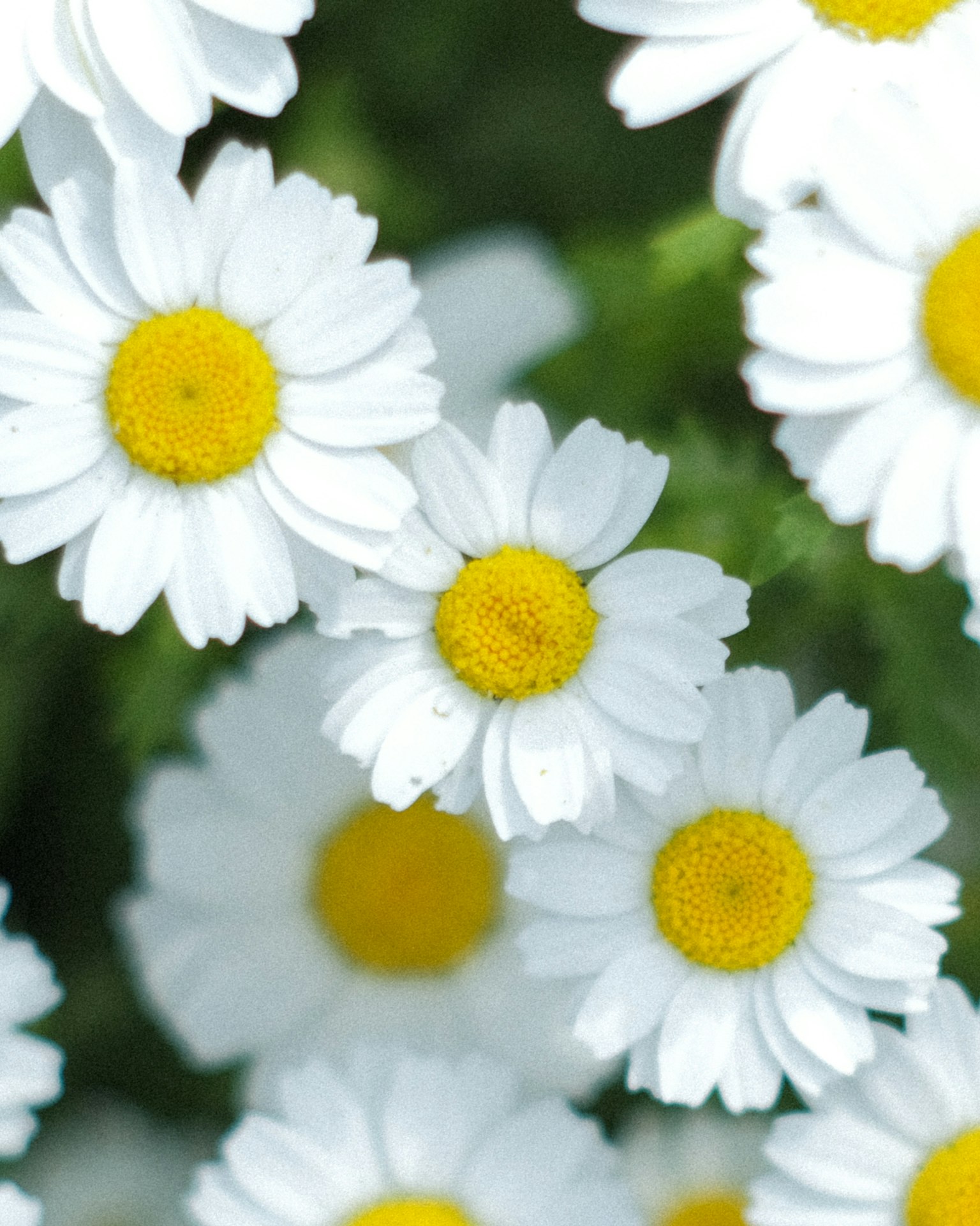 Close-up of daisies with white petals and yellow centers