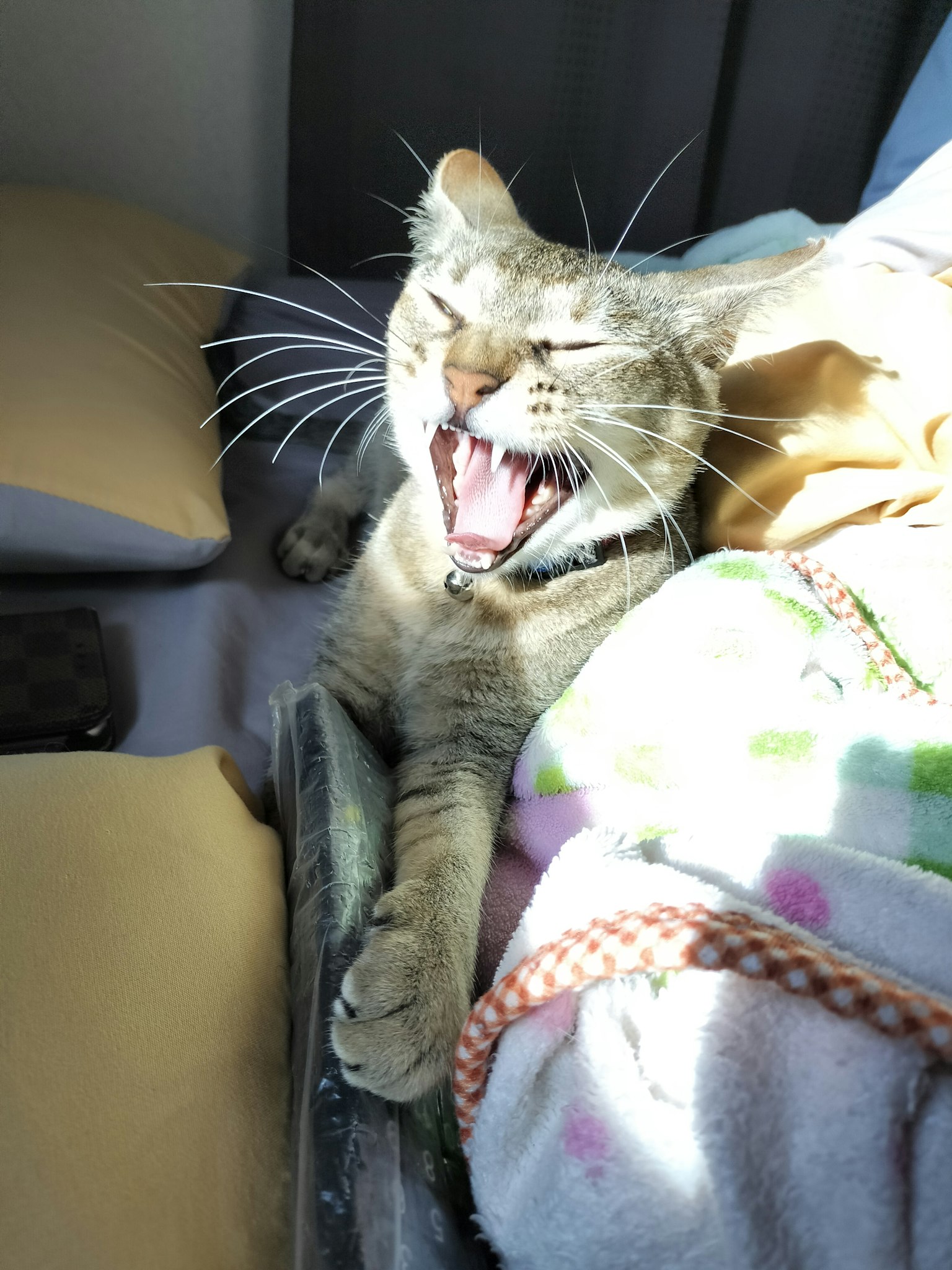 Kucing yang menguap di bawah sinar matahari dengan selimut berwarna
