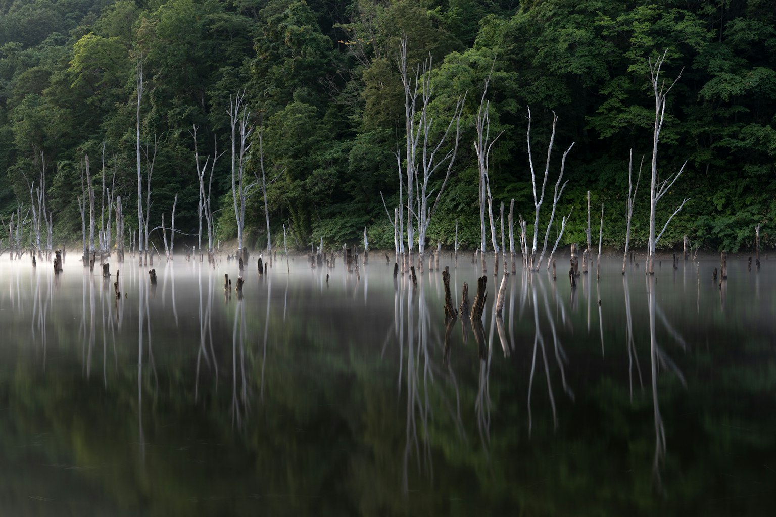 Lac serein reflétant des arbres blancs et une atmosphère brumeuse