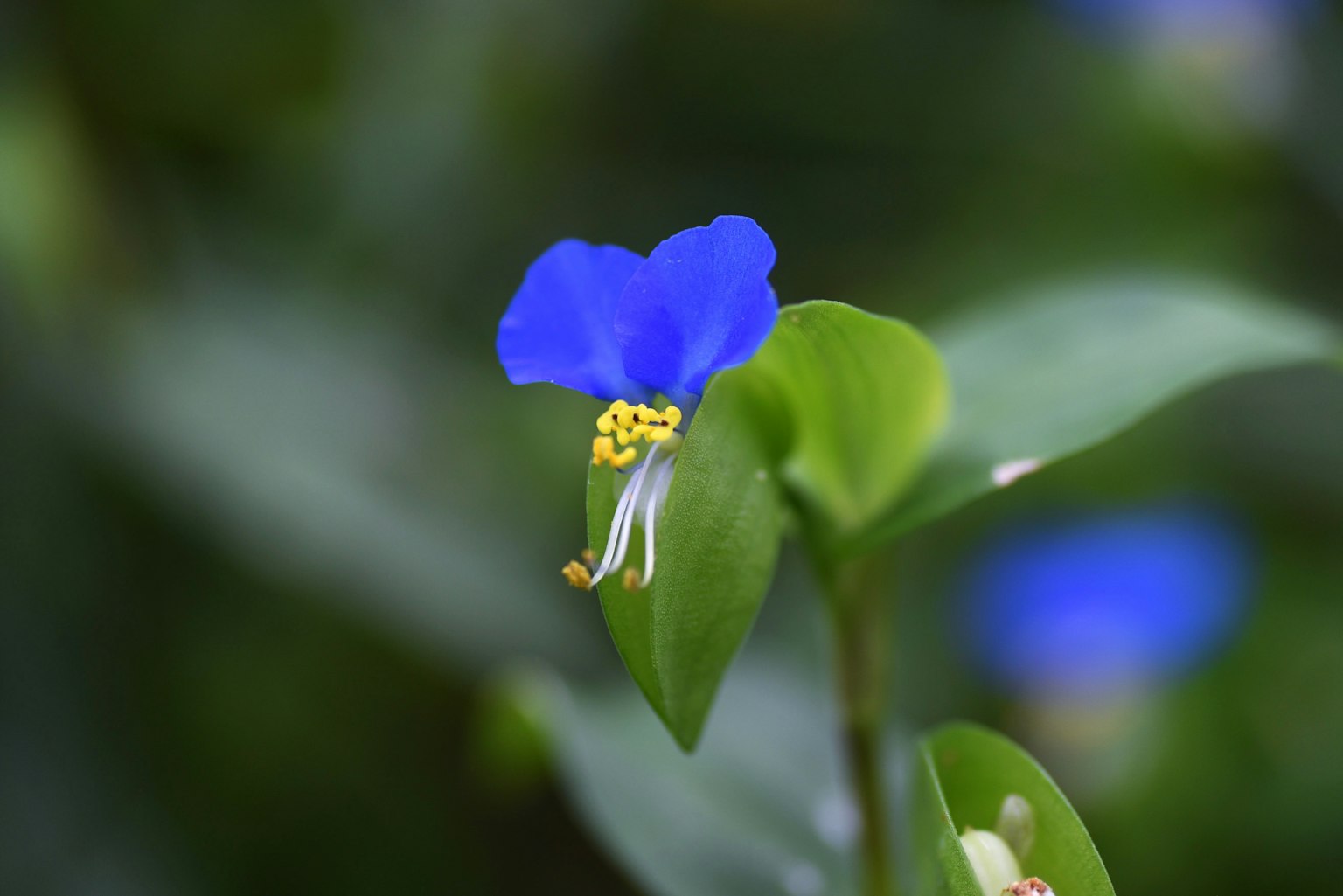 Photo en gros plan d'une fleur bleue avec des étamines jaunes et des feuilles vertes