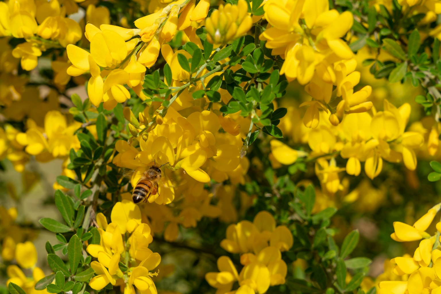 Nahaufnahme von leuchtend gelben Blumen mit einer Biene