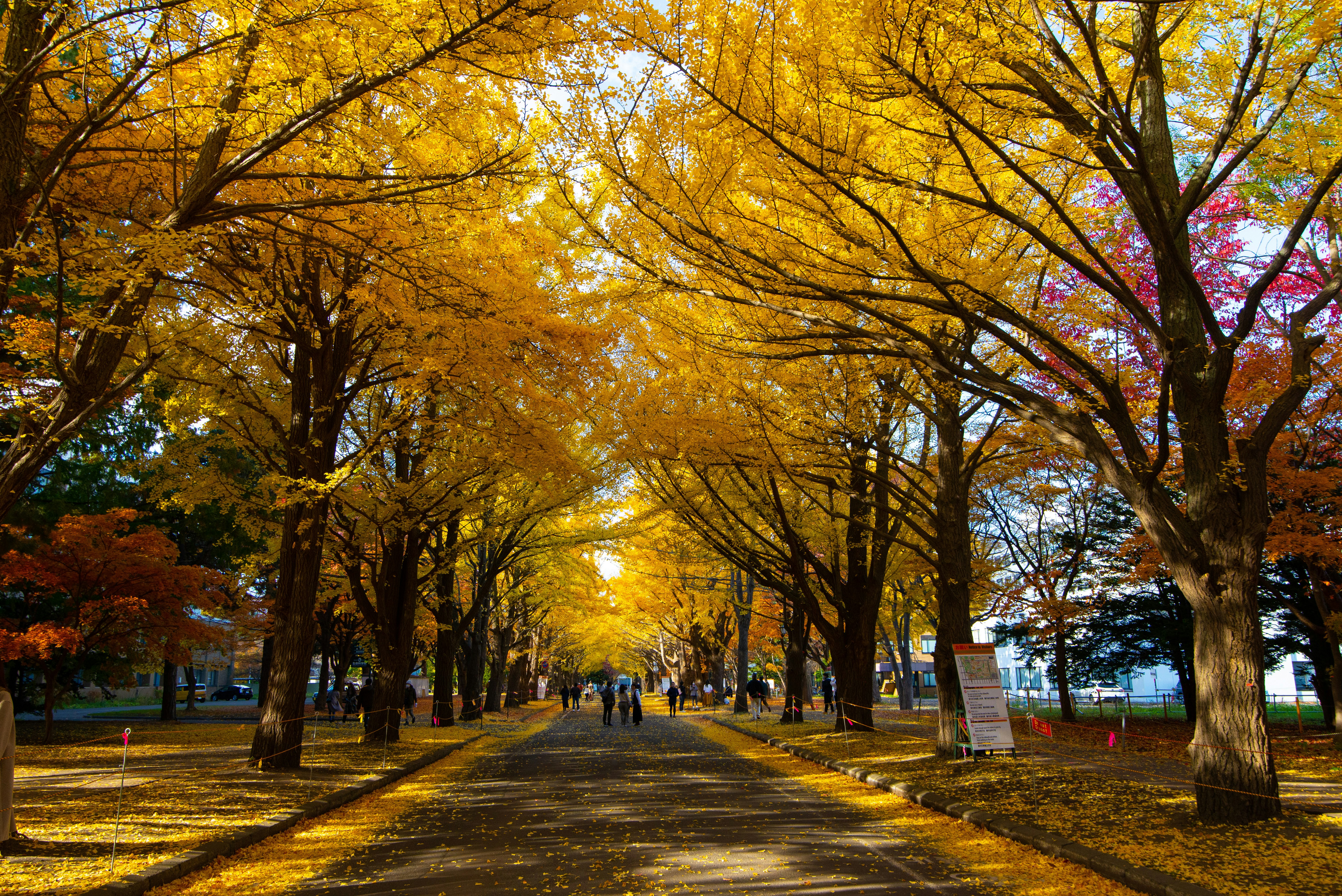 色づく並木道を歩く人々のある秋の公園