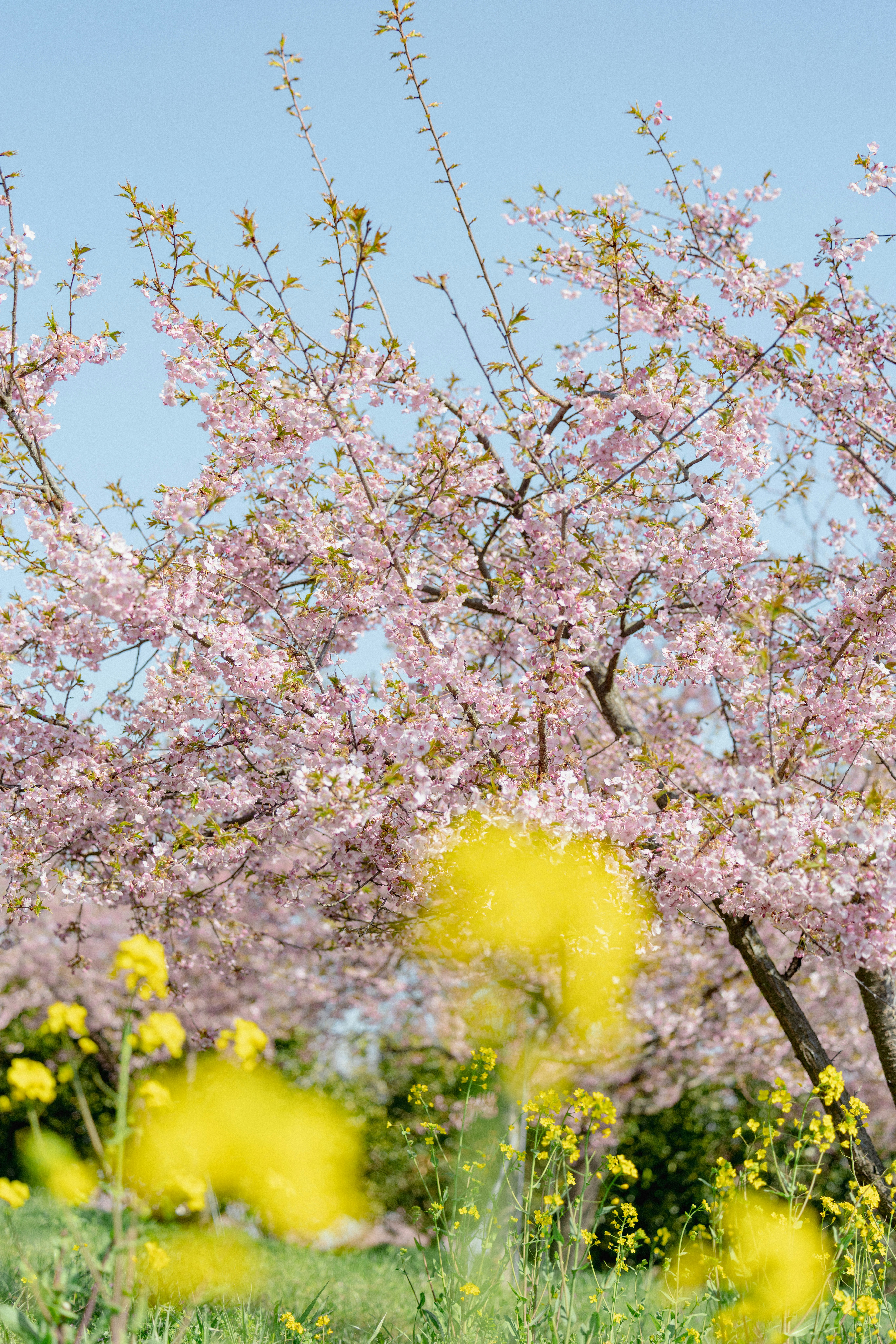 河津桜の咲く庭の枝ぶりと青空