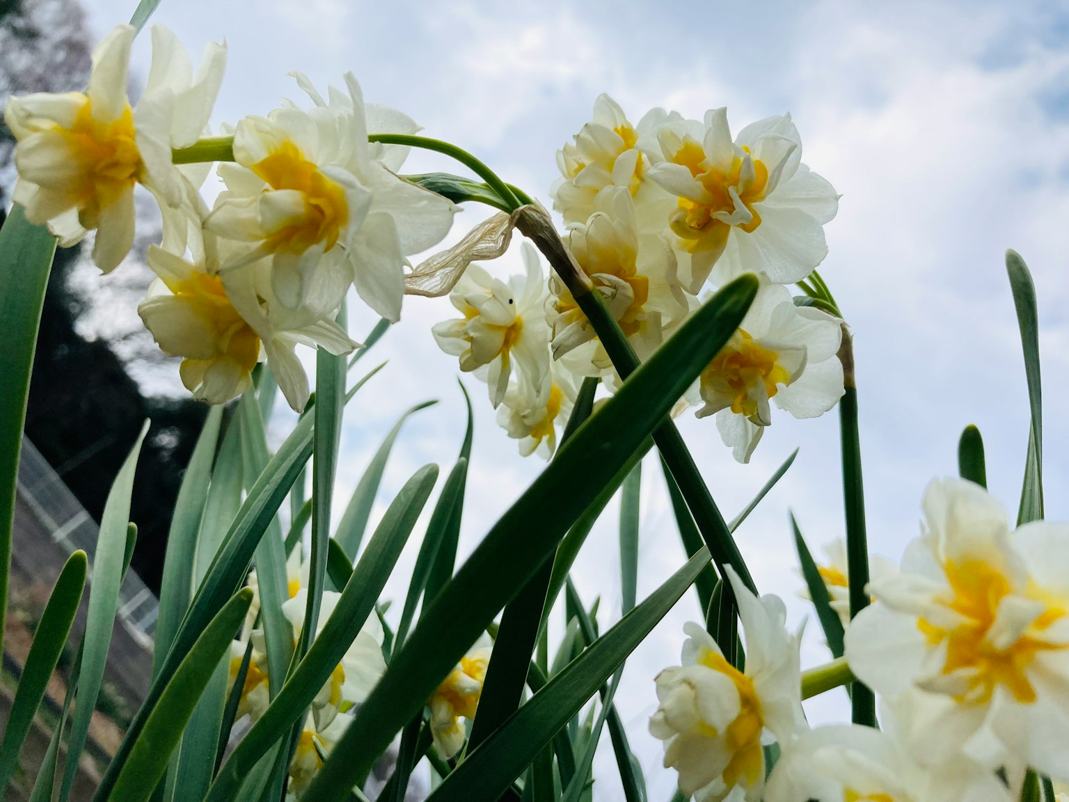 Fiori di narciso bianchi con centri gialli che fioriscono sotto un cielo blu
