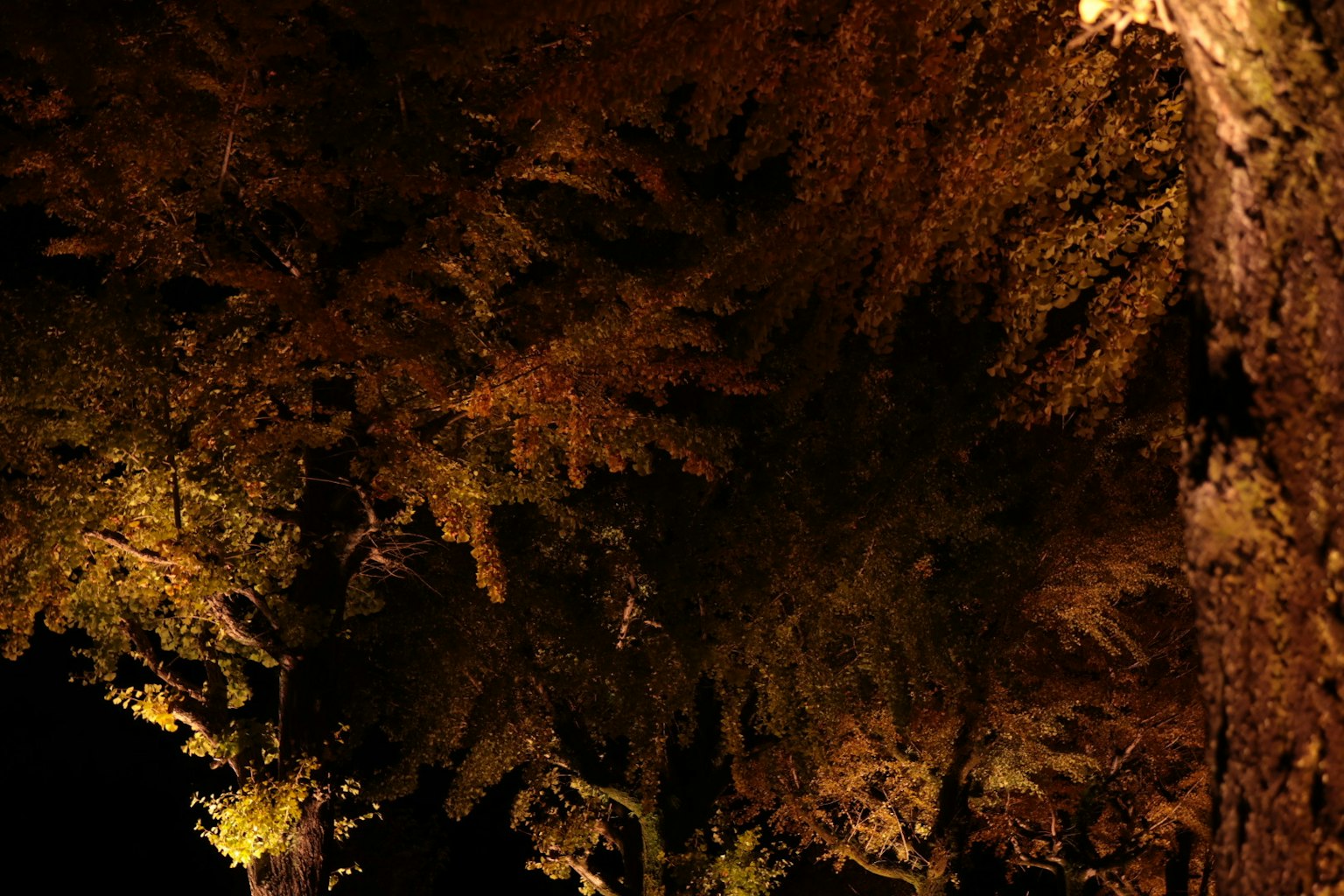 Alberi con foglie dorate illuminati di notte