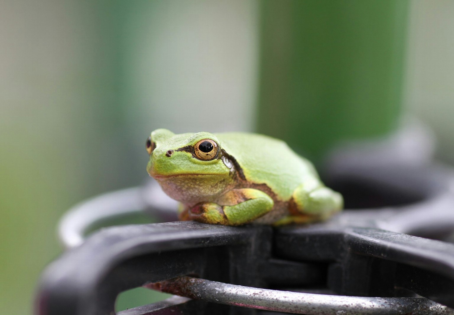 Ein grüner Frosch sitzt auf einer schwarzen Klemme