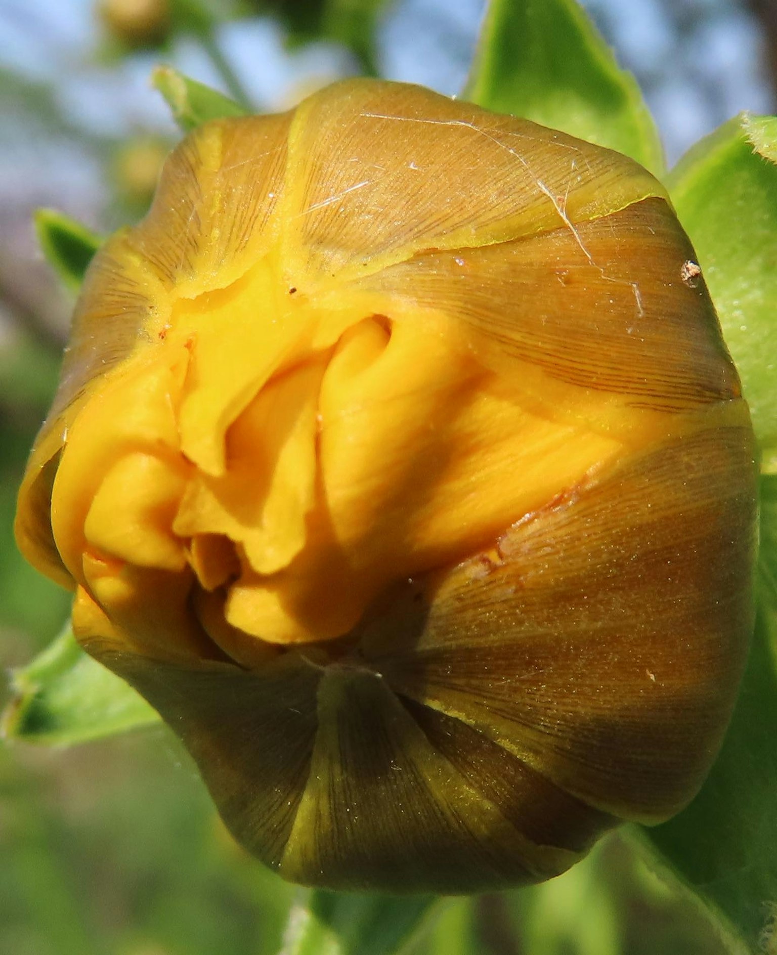 A yellow flower bud nestled among green leaves