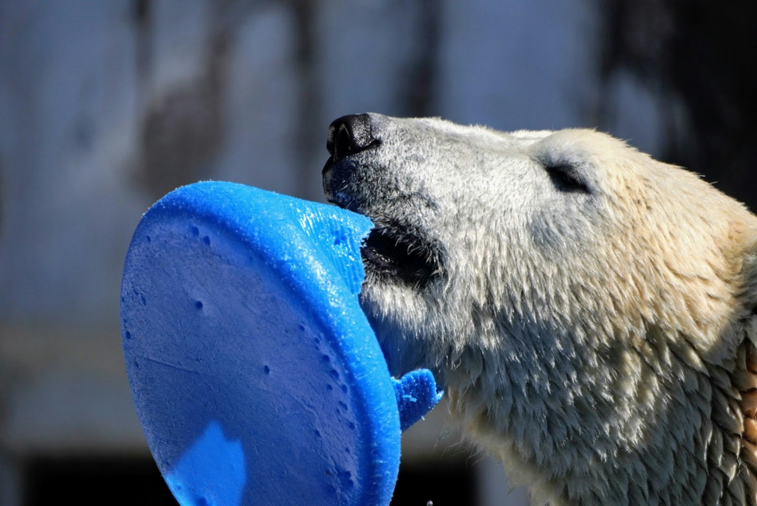 Ours polaire tenant un jouet bleu dans sa bouche