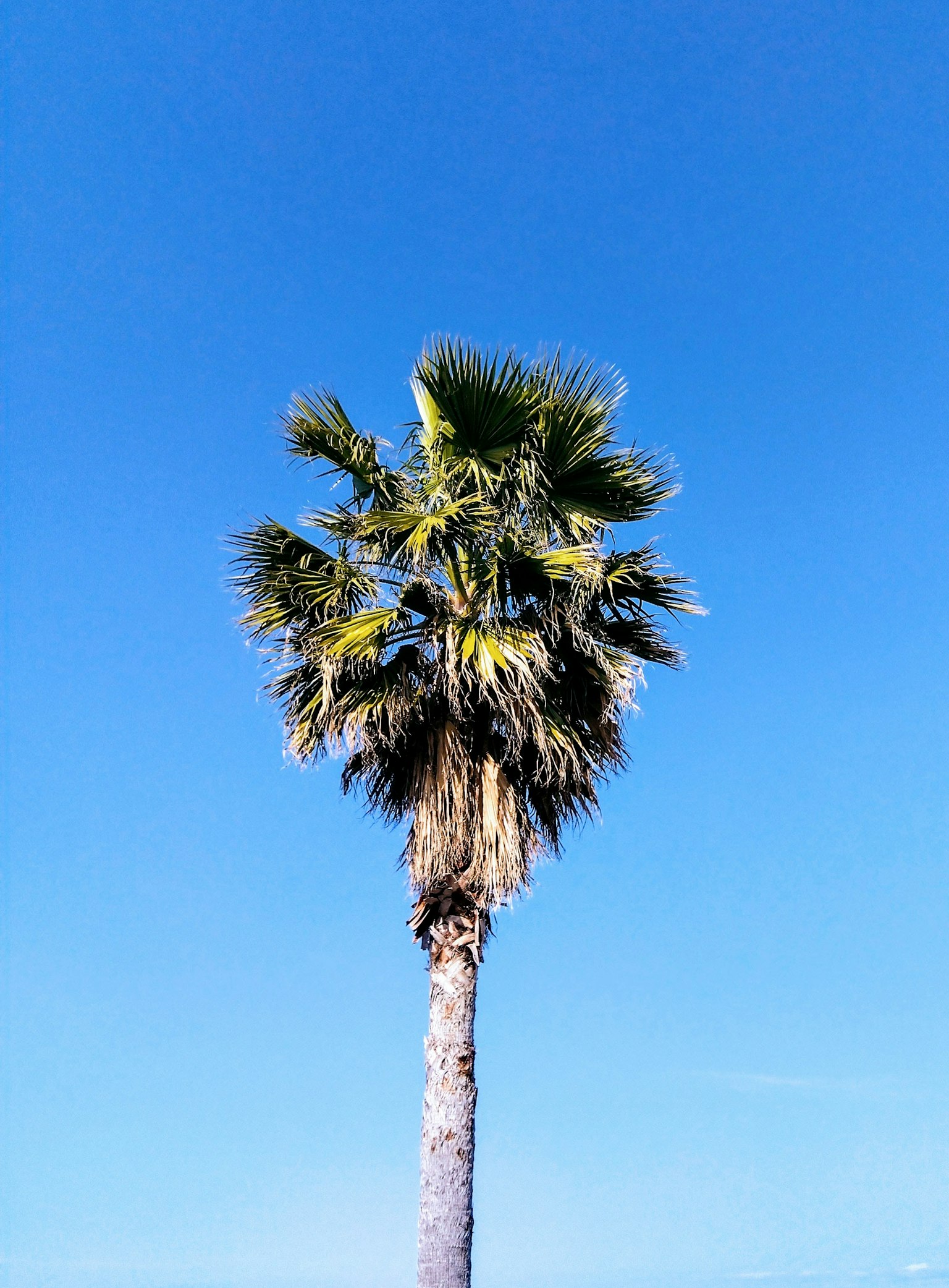 Tall palm tree under a clear blue sky