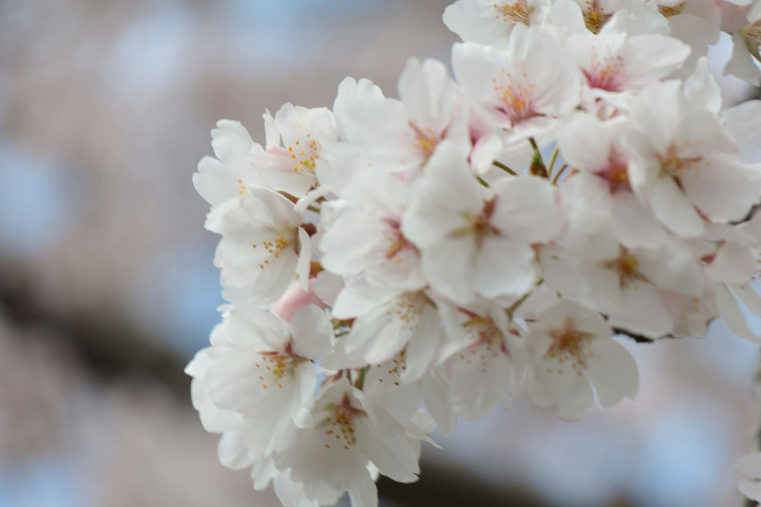 Gros plan de fleurs de cerisier en fleurs