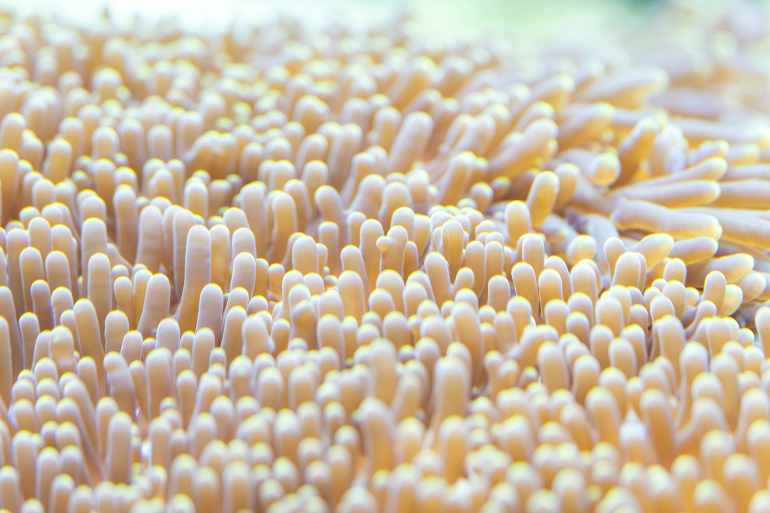Immagine ravvicinata di corallo molle nell'oceano