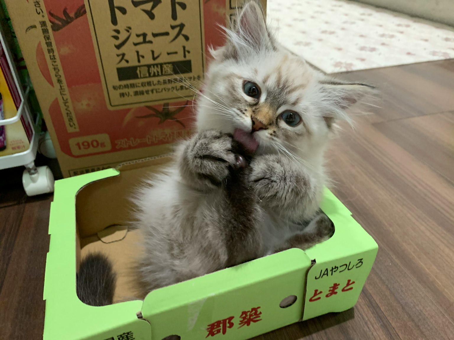 Seekor anak kucing kecil duduk di dalam kotak hijau sambil makan camilan