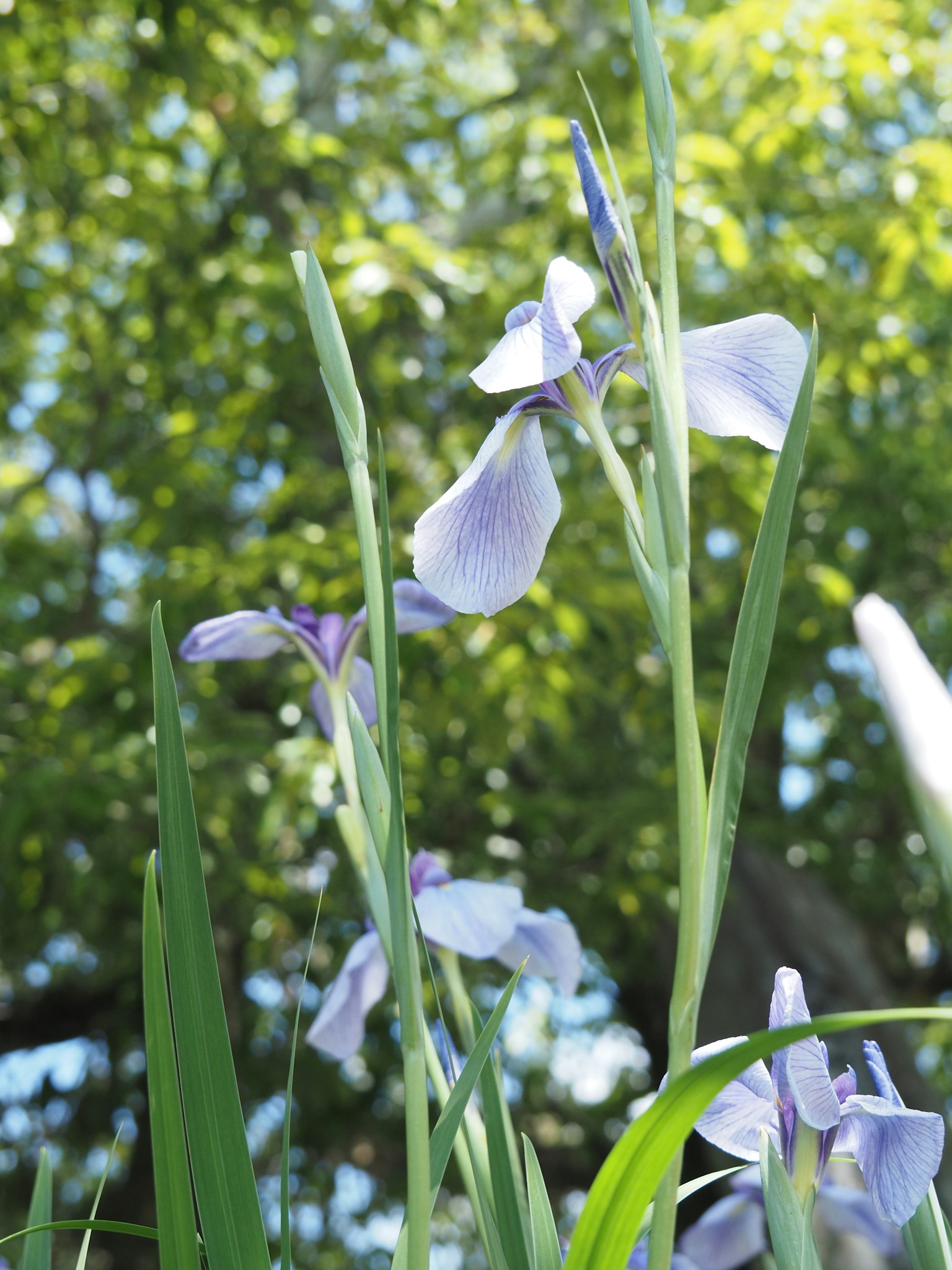 Purple flowers blooming amidst green grass