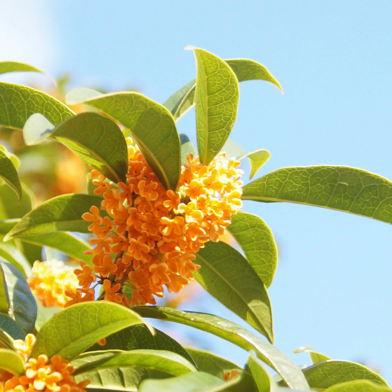 Close-up of a plant with orange flowers and green leaves