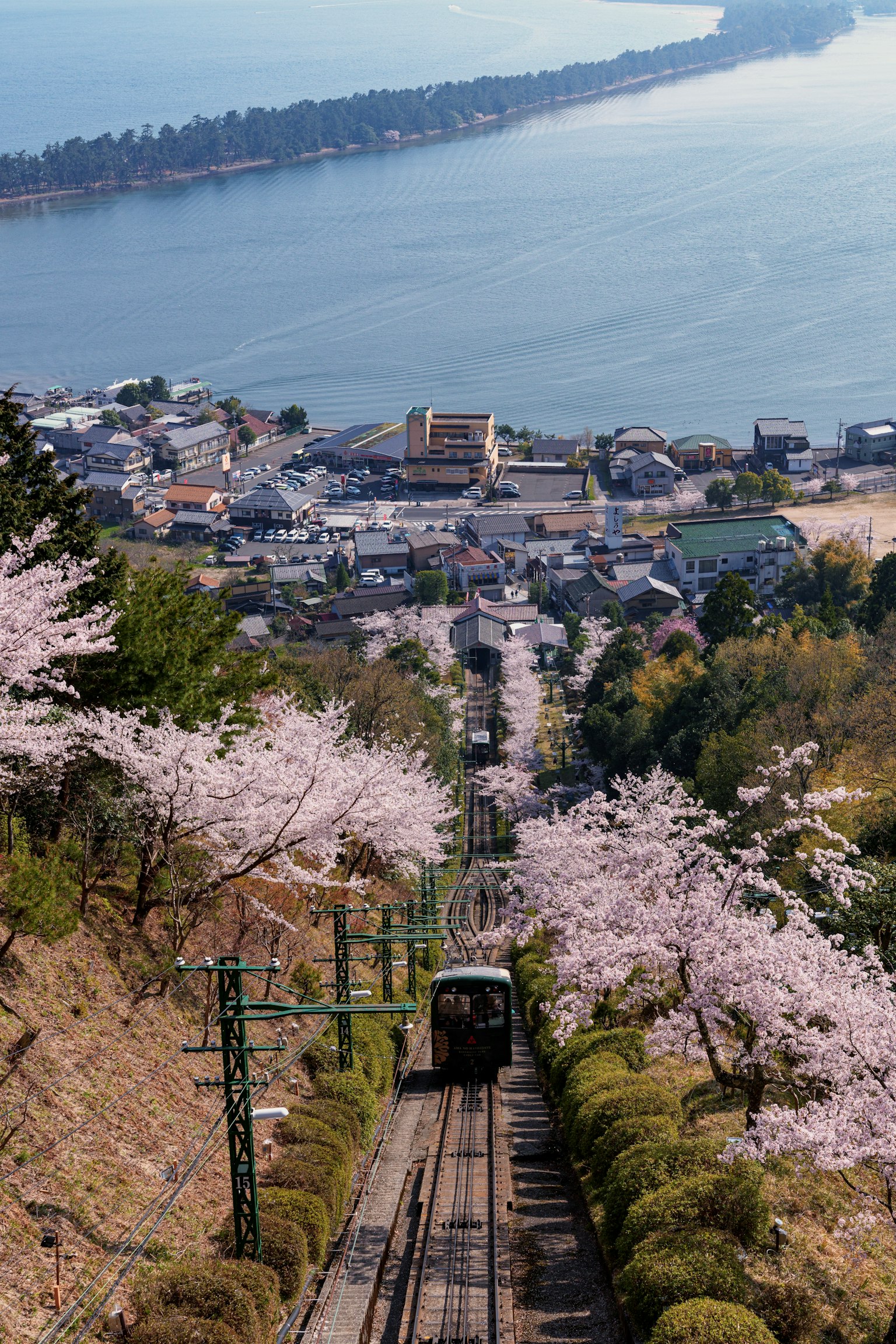 缆车下坡，周围是樱花树，海景