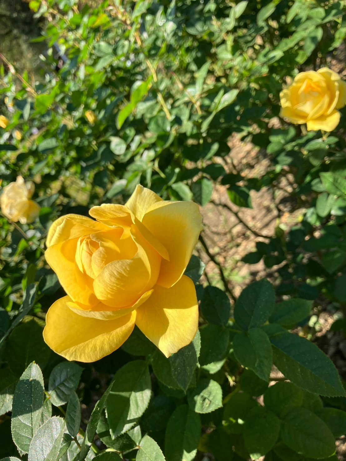黄色いバラが咲く緑の庭の花壇