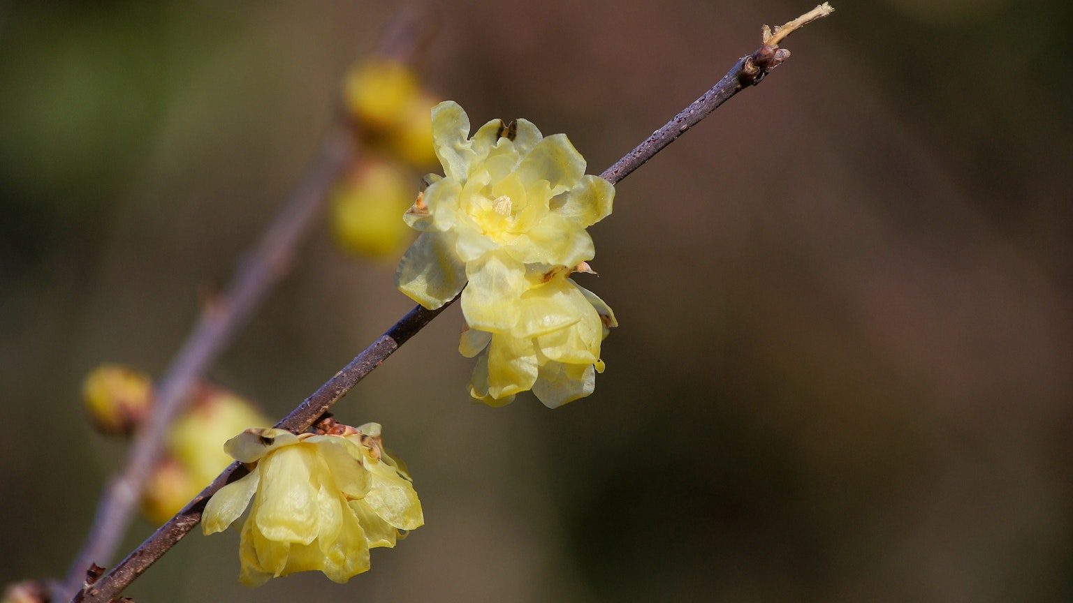 Close-up cabang dengan bunga kuning mekar