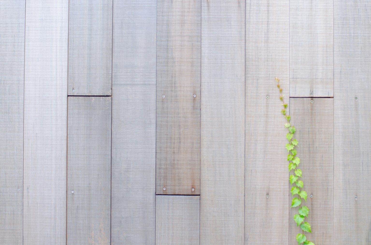 Green vine extending along wooden panels