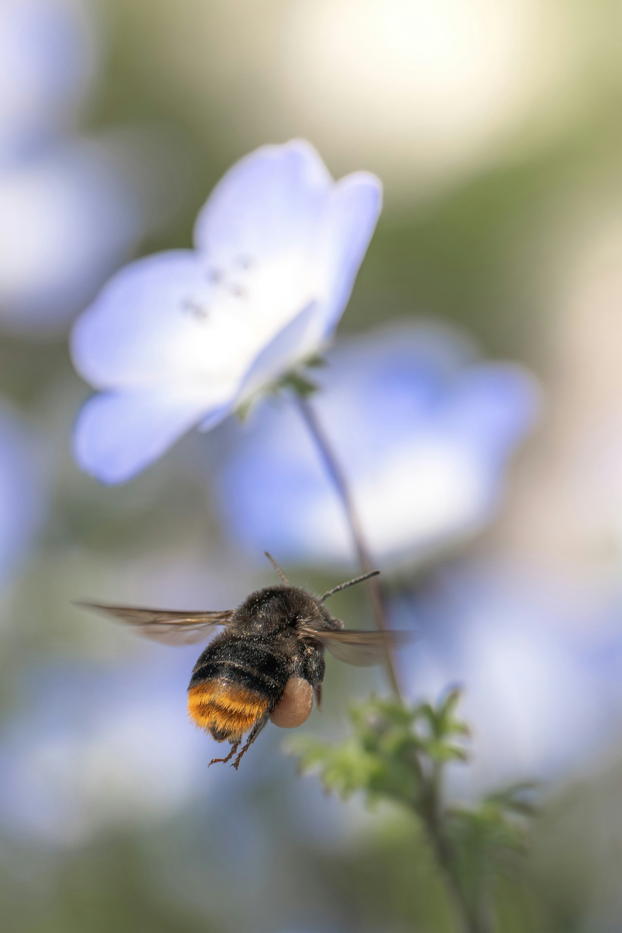 bee hovering on a nemophila flower