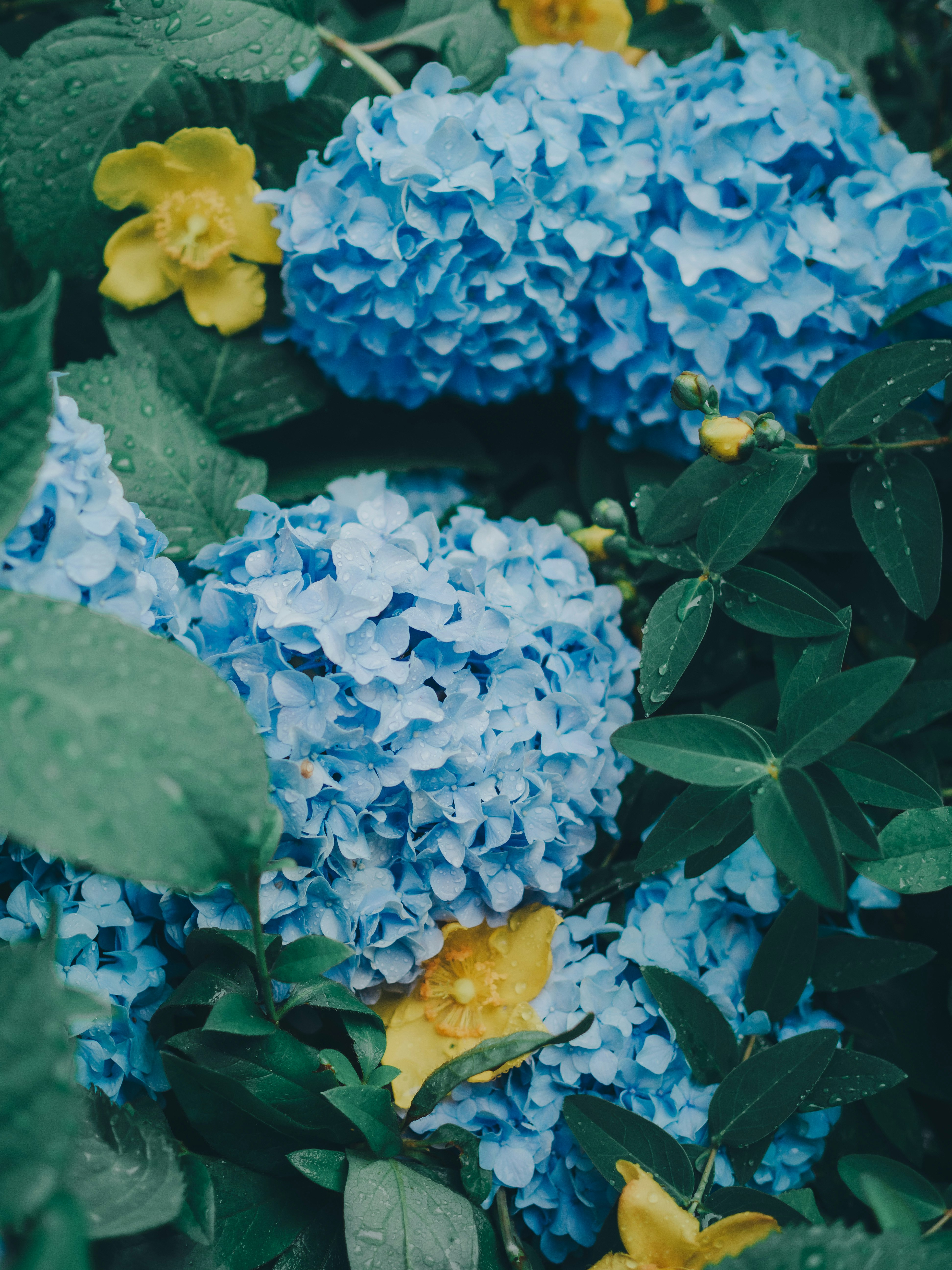 gros plan de fleurs d’hortensia bleues avec des feuilles