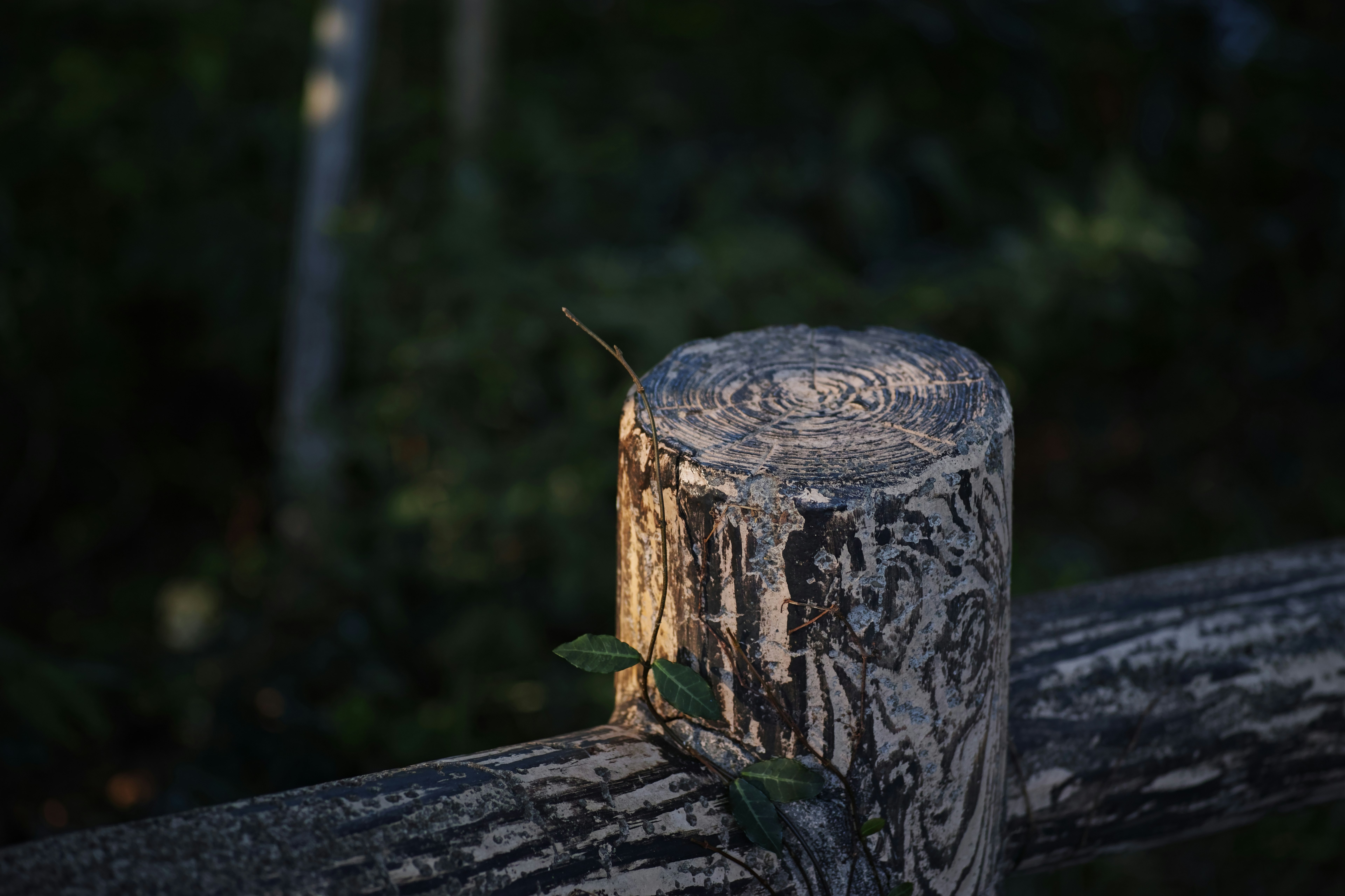 tree stump cross-section with visible growth rings and moss