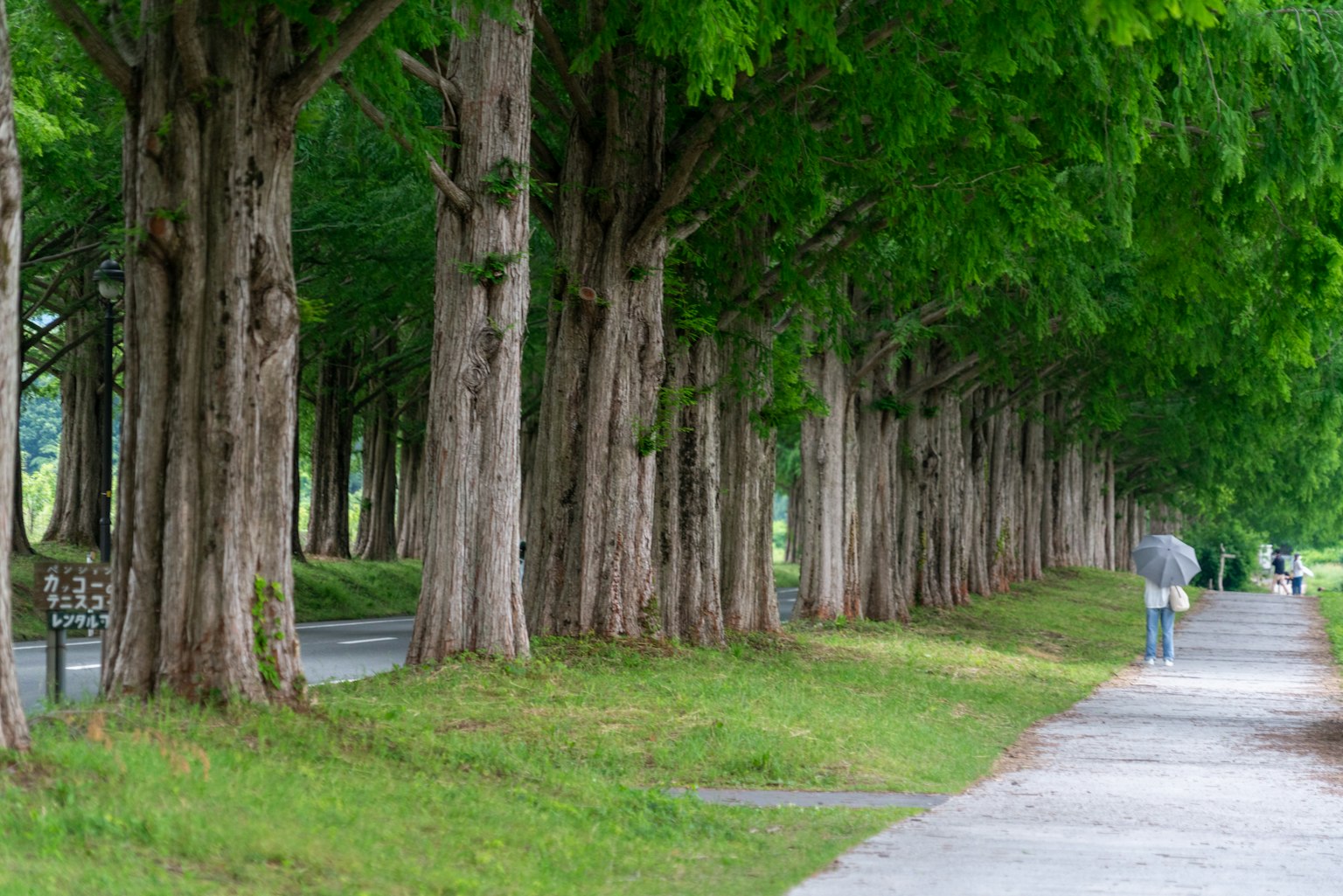 A pathway lined with green trees and a person walking