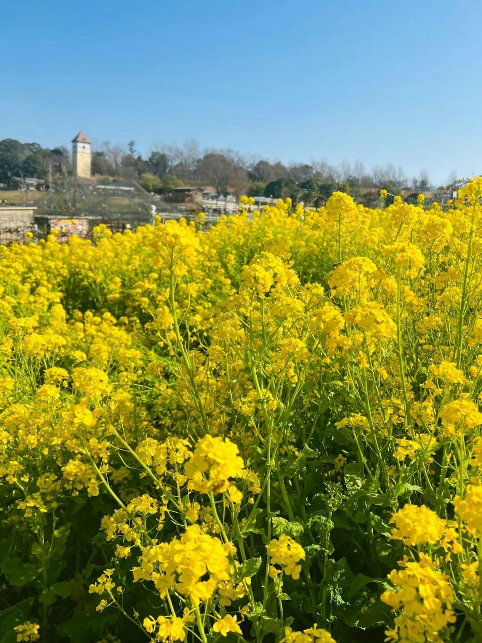 Campo di fiori gialli vivaci con una torre sullo sfondo