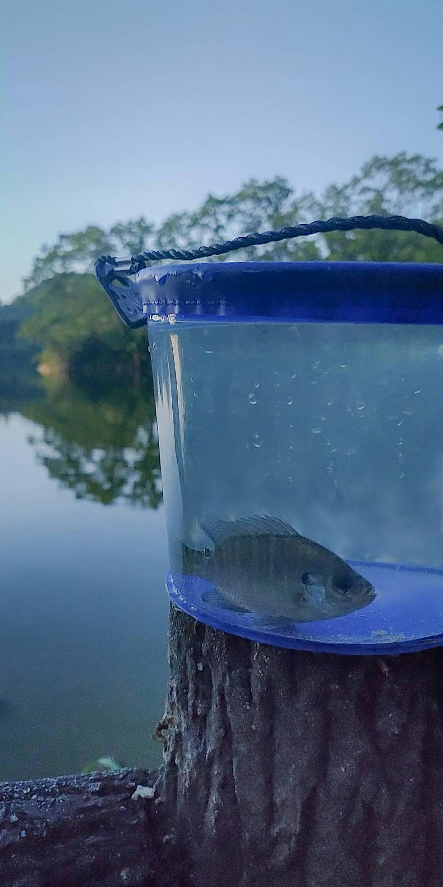 Ikan dalam ember transparan dengan permukaan air tenang di latar belakang