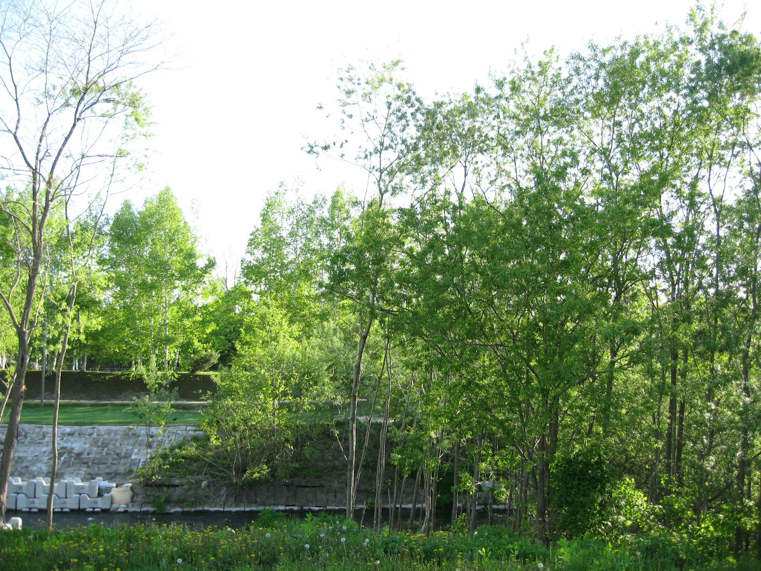 Végétation luxuriante avec des arbres et une vue sur la rivière