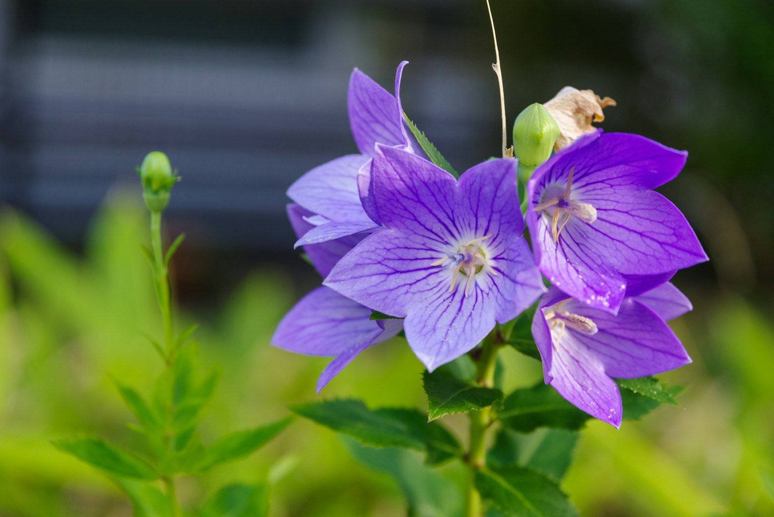 Acercamiento de flores moradas con hojas verdes de fondo