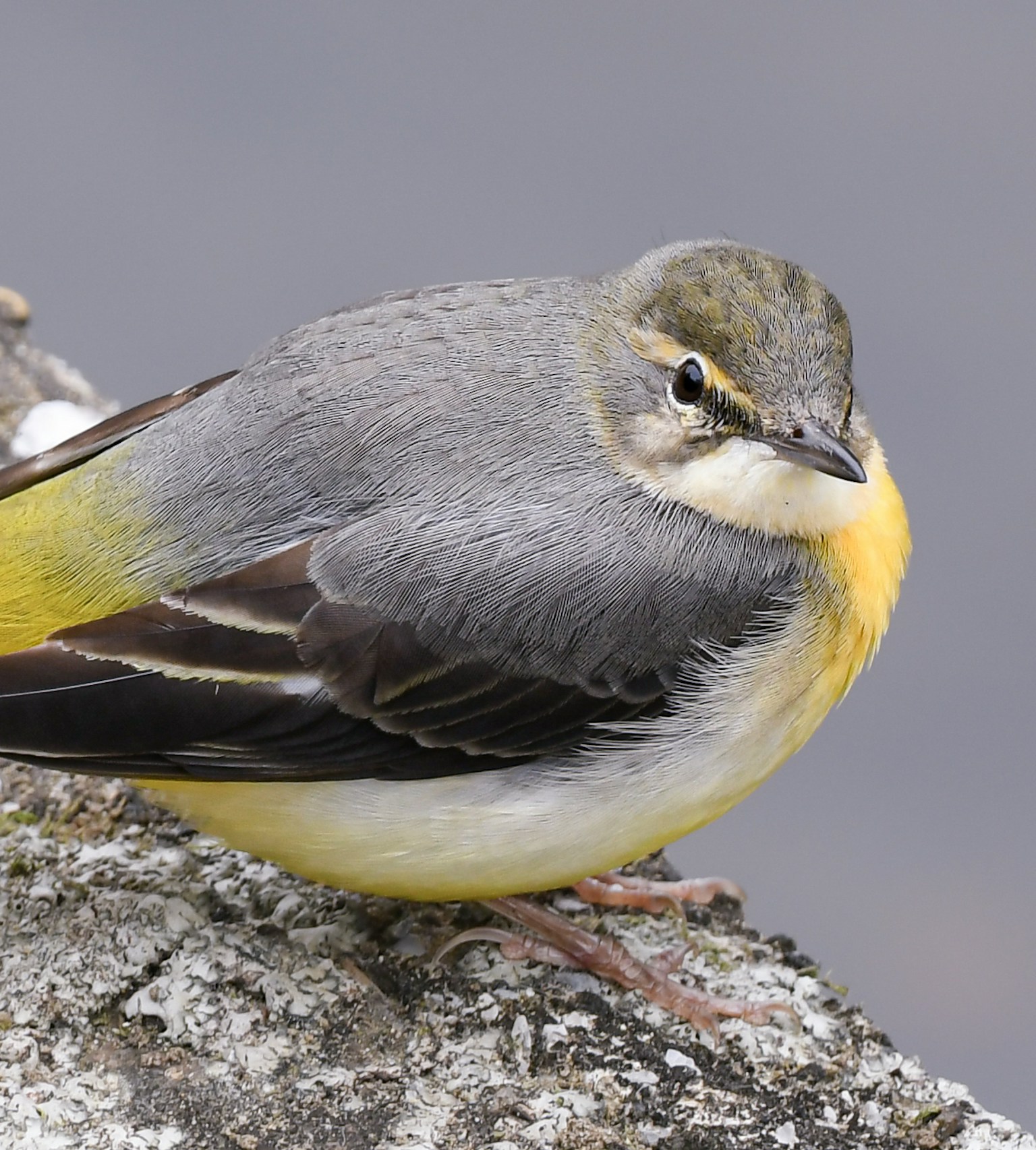 A small bird with gray and yellow feathers perched on a rock