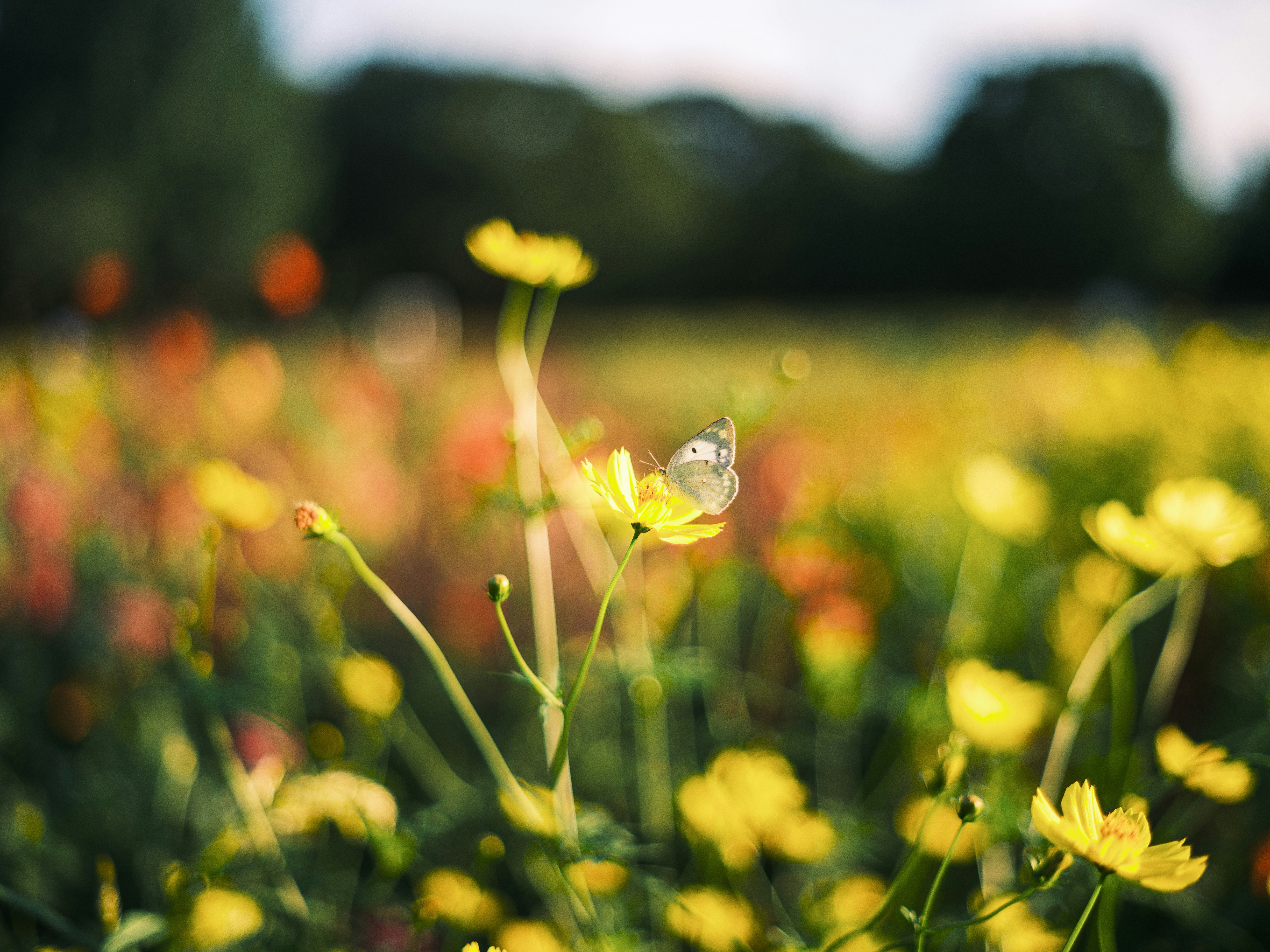 unscharfes Blumenfeld mit gelben Blüten und einem Schmetterling