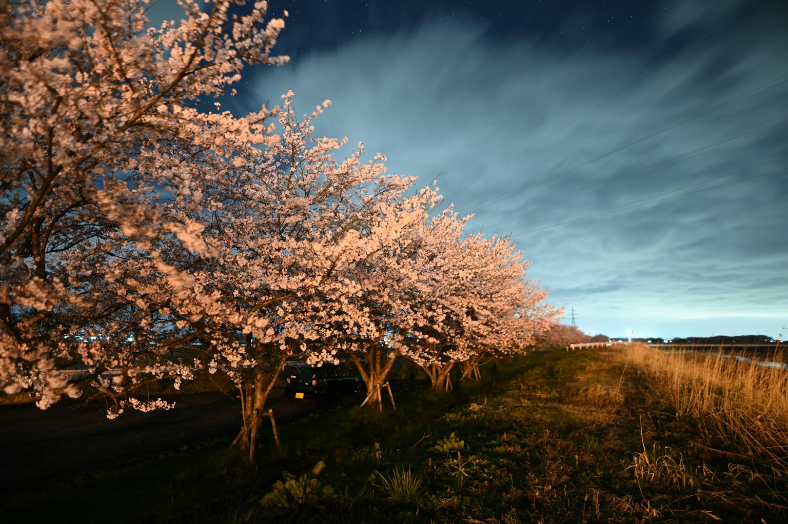 Landscape featuring cherry blossom trees under a blue sky