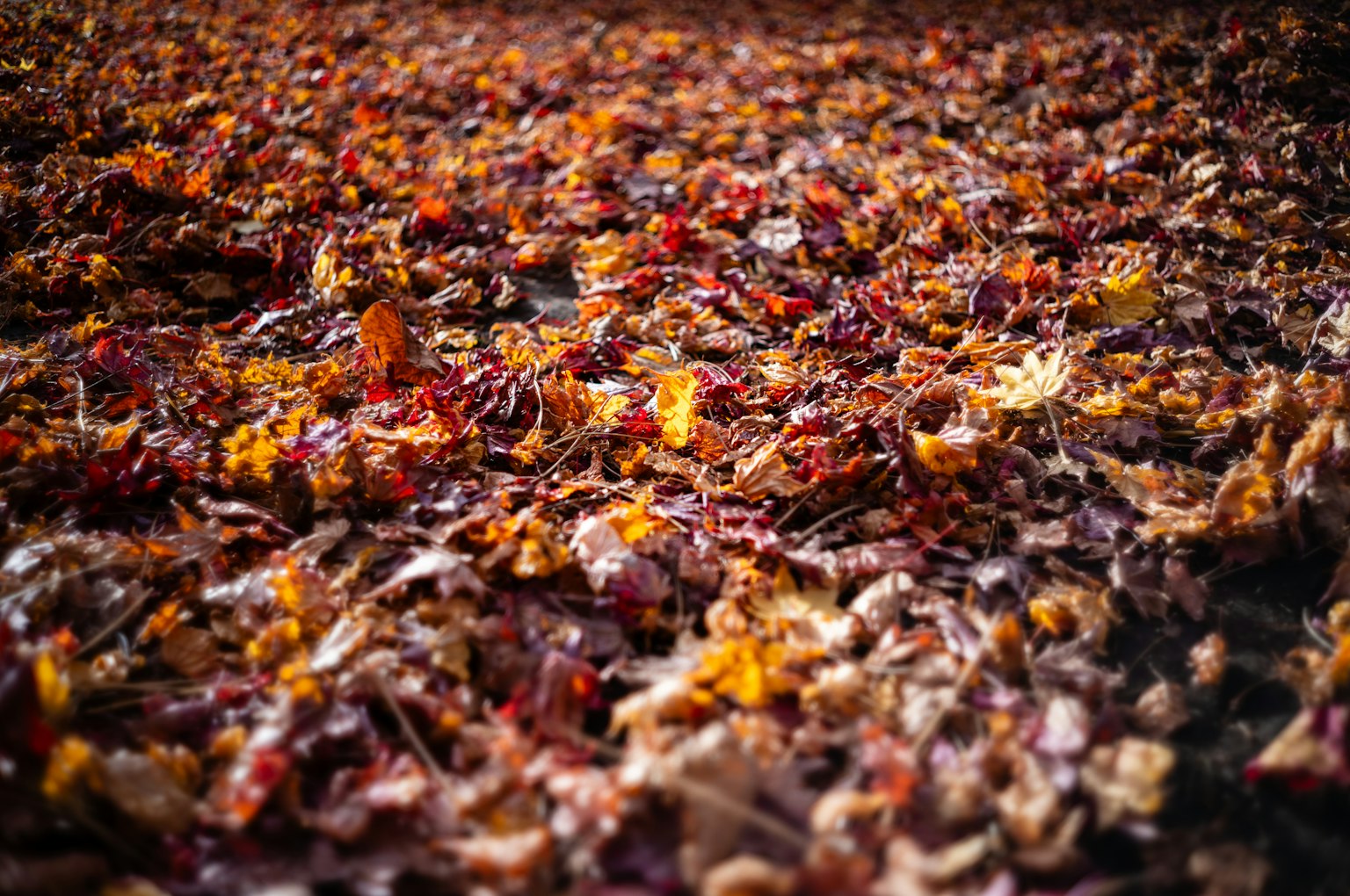 Ein Teppich aus bunten Herbstblättern