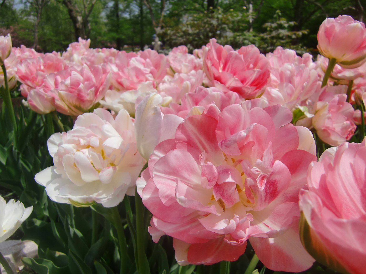 Pemandangan cerah bunga tulip merah muda dan putih yang sedang mekar