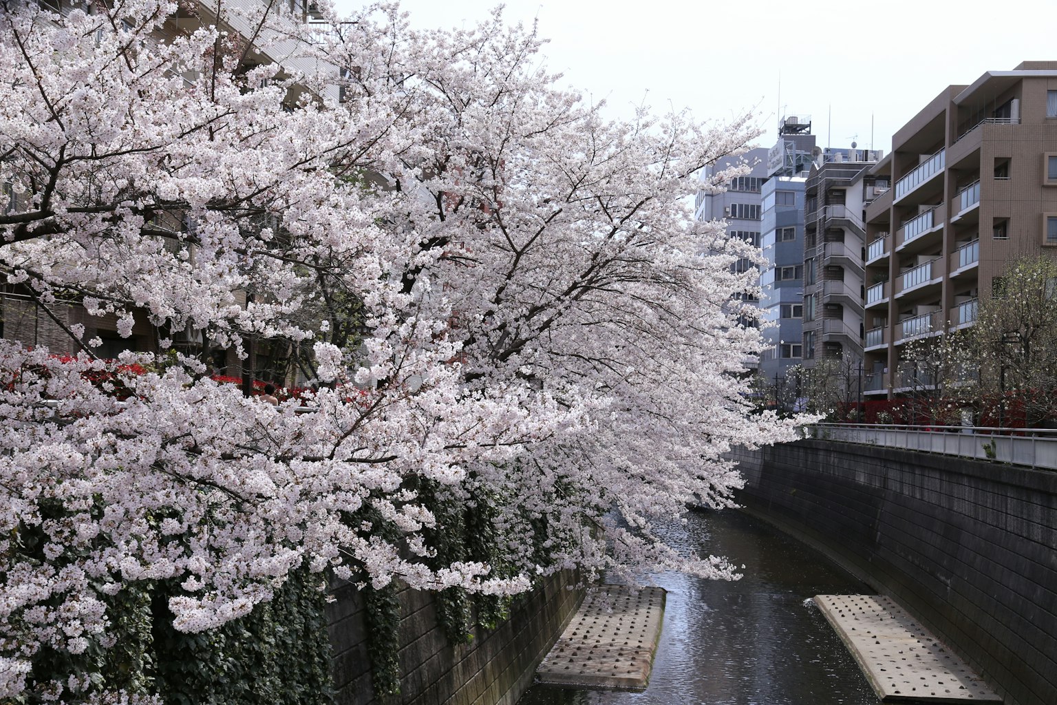 Flores de cerezo a lo largo de un río con edificios cercanos