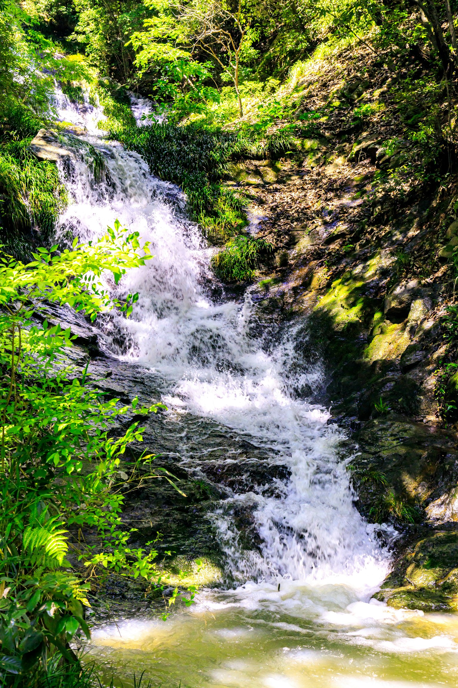 Une vue pittoresque d'une petite cascade s'écoulant à travers une verdure luxuriante