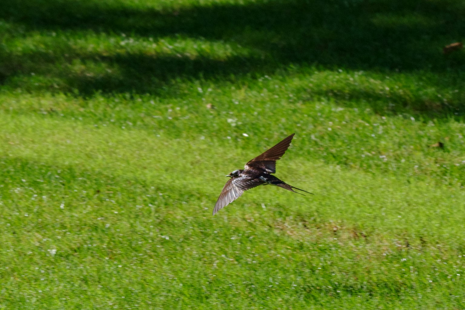 Pájaro volando sobre césped verde