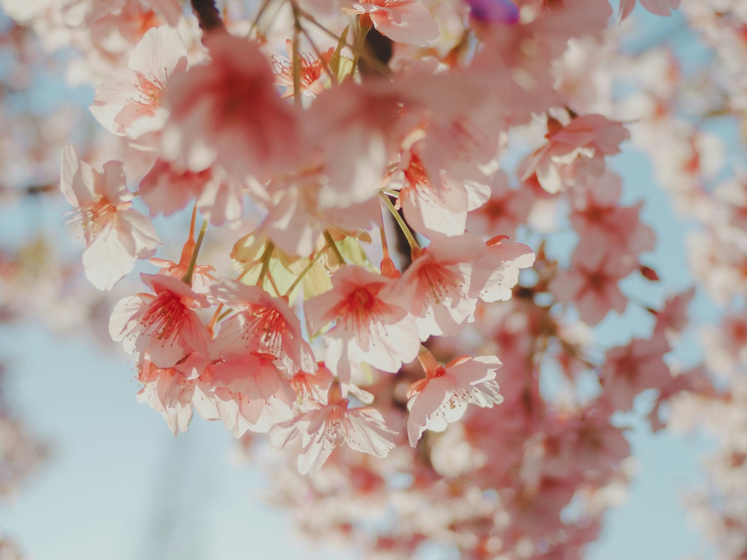 Nahaufnahme von blühenden Kirschblüten mit rosa Blütenblättern vor einem hellblauen Himmel