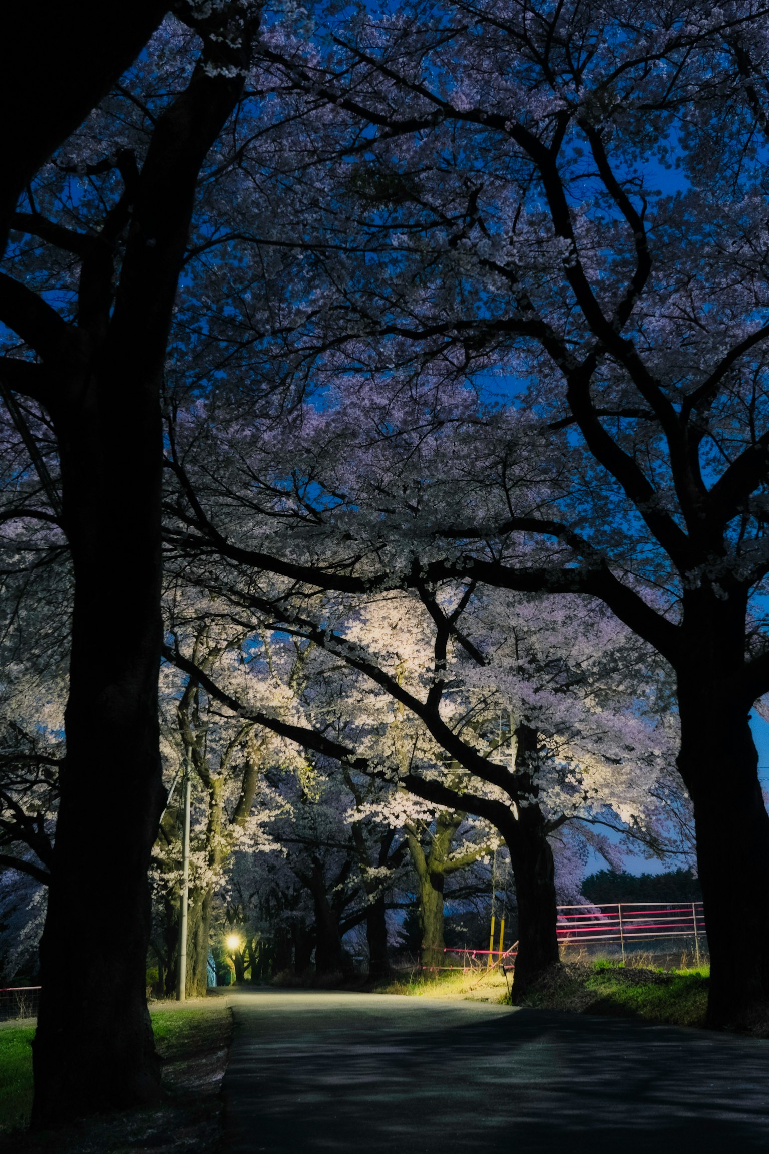 Vue nocturne des cerisiers le long d'un chemin éclairé par une lumière douce