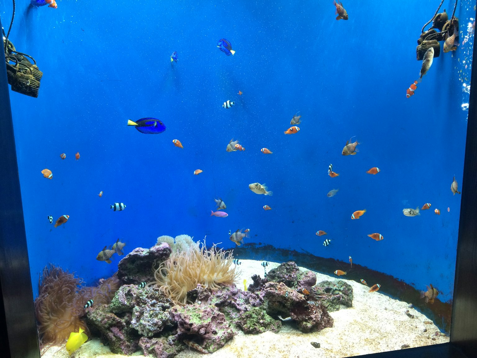 Poissons tropicaux colorés nageant dans un aquarium bleu avec un récif corallien