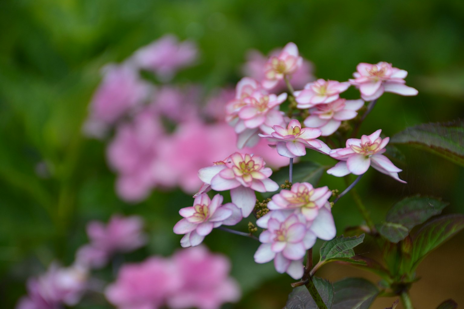 Primo piano di una pianta con fiori rosa delicati