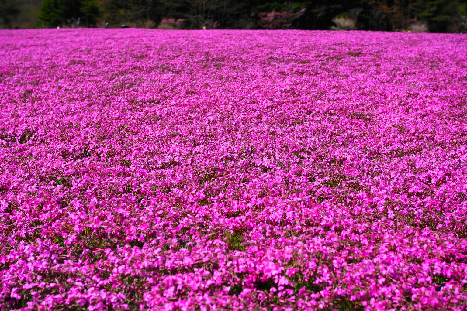 Ladang bunga pink yang luas dengan latar belakang hijau