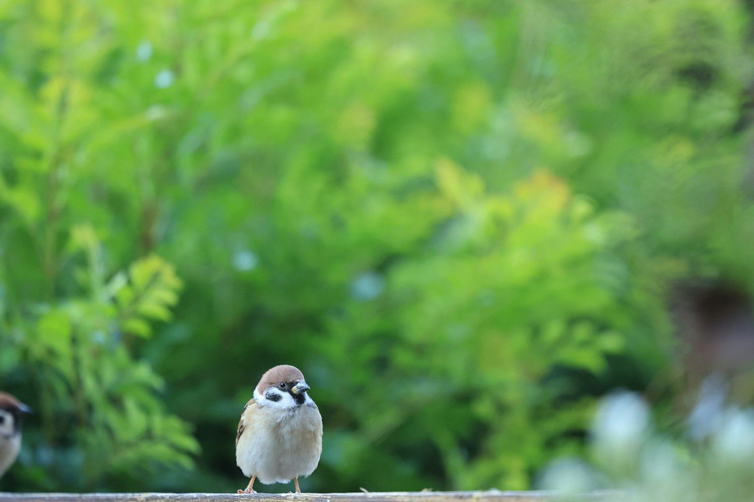 Seekor burung pipit kecil berdiri di depan latar belakang hijau