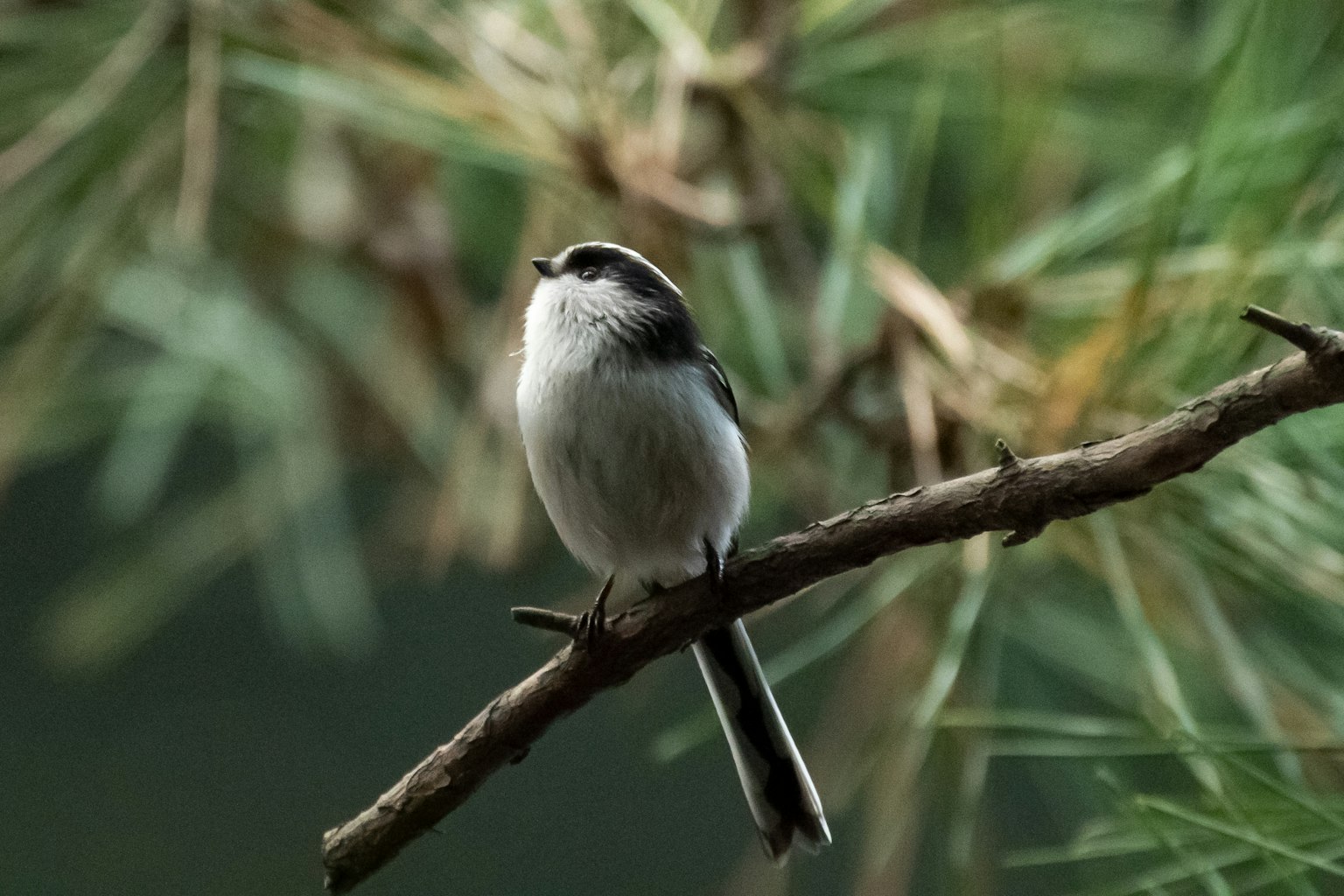 Ein kleiner, niedlicher Vogel auf einem Ast