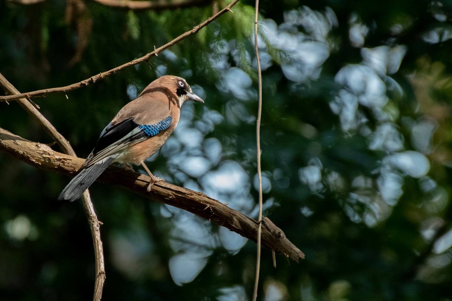 Vista lateral de un pájaro con plumas azules posado en una rama
