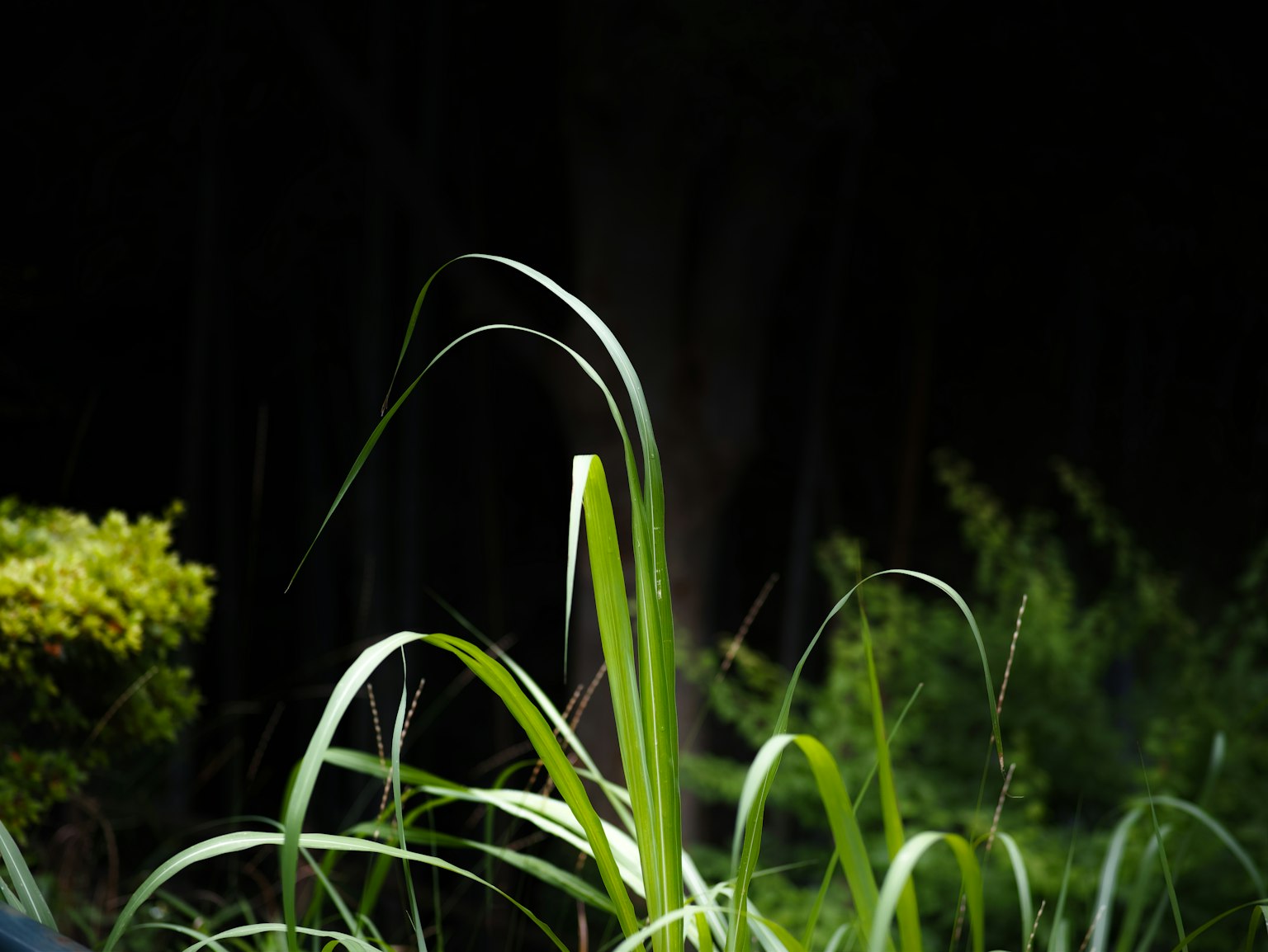 Erba verde illuminata su uno sfondo scuro